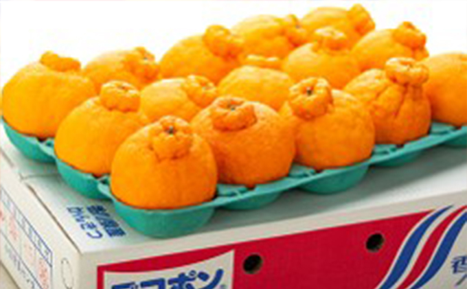 しらぬひ 約5kg デコポン 果物類 みかん 柑橘類 フルーツ 