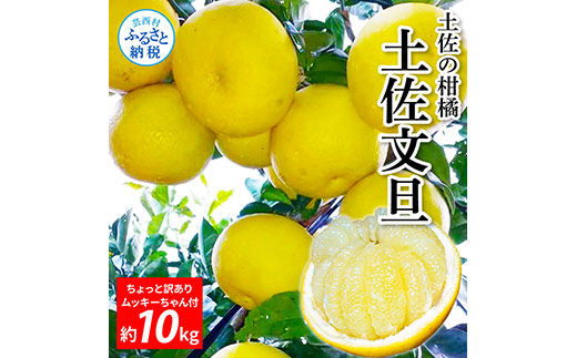 先行予約 土佐の柑橘 土佐文旦 10kg 詰め合わせ ちょっと訳あり (皮むき機)付き 文旦 ぶんたん ブンタン 柑橘 高知県 高知 返礼品 故郷納税 18000円 果物 くだもの フルーツ お取り寄せ 美味しい おいしい ご家庭用 ご自宅用 規格外サイズ 傷 訳あり