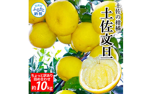 TKA045　先行予約 土佐の柑橘 土佐文旦 10kg 詰め合わせ ちょっと訳あり 文旦 ぶんたん ブンタン 柑橘 高知県 高知 返礼品 故郷納税 16000円 果物 くだもの フルーツ お取り寄せ 美味しい おいしい ご家庭用 ご自宅用 規格外サイズ 傷 訳あり
