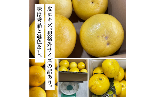 TKA045　先行予約 土佐の柑橘 土佐文旦 10kg 詰め合わせ ちょっと訳あり 文旦 ぶんたん ブンタン 柑橘 高知県 高知 返礼品 故郷納税 16000円 果物 くだもの フルーツ お取り寄せ 美味しい おいしい ご家庭用 ご自宅用 規格外サイズ 傷 訳あり