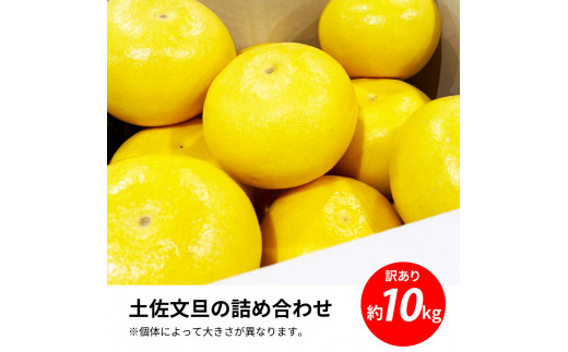 TKA045　先行予約 土佐の柑橘 土佐文旦 10kg 詰め合わせ ちょっと訳あり 文旦 ぶんたん ブンタン 柑橘 高知県 高知 返礼品 故郷納税 16000円 果物 くだもの フルーツ お取り寄せ 美味しい おいしい ご家庭用 ご自宅用 規格外サイズ 傷 訳あり