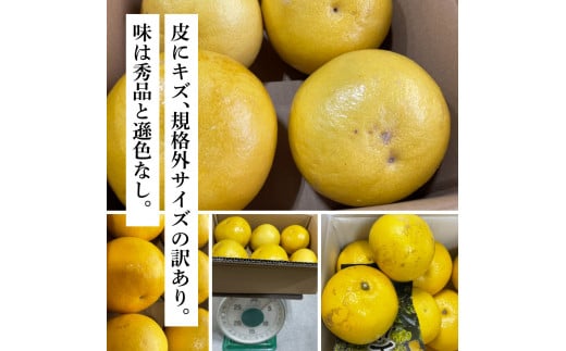 TKA044　先行予約 土佐の柑橘 土佐文旦 5kg 詰め合わせ ちょっと ムッキーちゃん（皮むき機）付き 文旦 ぶんたん ブンタン 柑橘 高知県 高知 返礼品 故郷納税 10000円 果物 くだもの フルーツ お取り寄せ 美味しい おいしい ご家庭用 ご自宅用 規格外サイズ 傷 訳あり