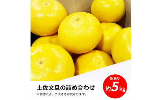 TKA043　先行予約 土佐の柑橘 土佐文旦 5kg 詰め合わせ ちょっと訳あり 文旦 5キロ ぶんたん ブンタン 柑橘 高知県 高知 返礼品 故郷納税 9000円 果物 くだもの フルーツ お取り寄せ 美味しい おいしい ご家庭用 ご自宅用 規格外サイズ 傷 訳あり