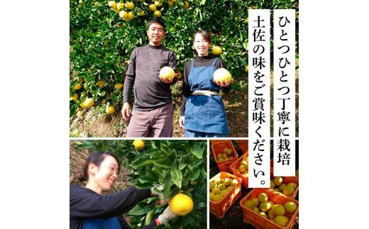 TKA042　先行予約 土佐の柑橘 土佐文旦 10kg 詰め合わせ （皮むき機）付き 文旦 ぶんたん 10キロ 柑橘 高知県 高知 返礼品 故郷納税 25000円 果物 くだもの フルーツ お取り寄せ 美味しい おいしい ギフト プレゼント 贈答品 贈り物 お歳暮 熨斗 のし 常温