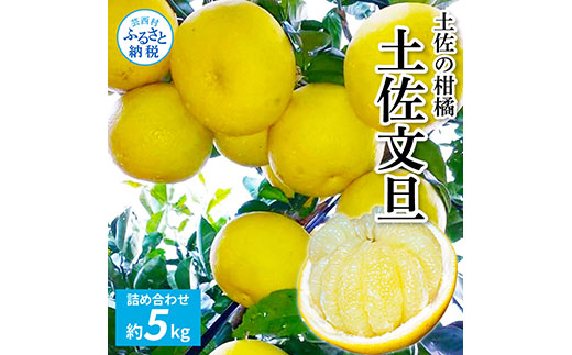 TKA039　先行予約 土佐の柑橘 土佐文旦 5kg 詰め合わせ 文旦 5キロ ぶんたん 柑橘 高知県 高知 返礼品 故郷納税 14000円 果物 くだもの フルーツ お取り寄せ 美味しい おいしい ギフト プレゼント 贈答品 お歳暮 御歳暮 贈り物 熨斗 のし 常温