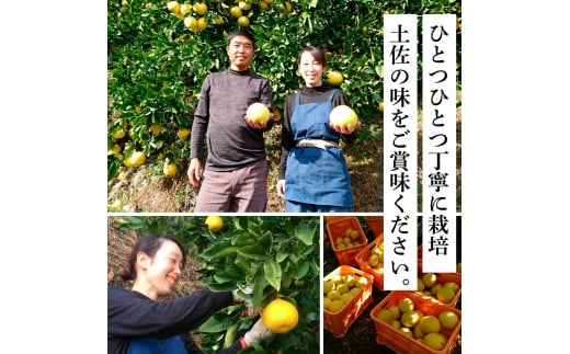 TKA039　先行予約 土佐の柑橘 土佐文旦 5kg 詰め合わせ 文旦 5キロ ぶんたん 柑橘 高知県 高知 返礼品 故郷納税 14000円 果物 くだもの フルーツ お取り寄せ 美味しい おいしい ギフト プレゼント 贈答品 お歳暮 御歳暮 贈り物 熨斗 のし 常温