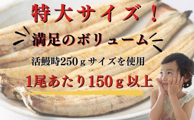 まみつわん‼️【新仔‼️】 国産 うなぎの白焼き 8尾 2024年度新仔！丸和うなぎ白焼き(大サイズ) X 2尾 ※1尾 160g