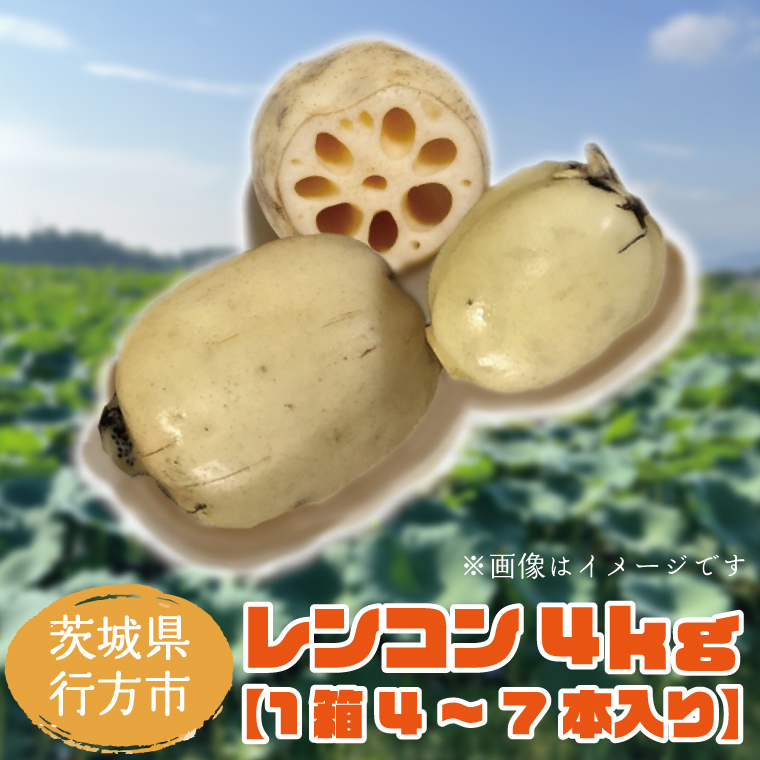 茨城県行方市のふるさと納税 【2025年8月以降より順次発送】レンコン　約4kg｜茨城県 行方市 ふるさと納税 蓮根 レンコン(EG-1)