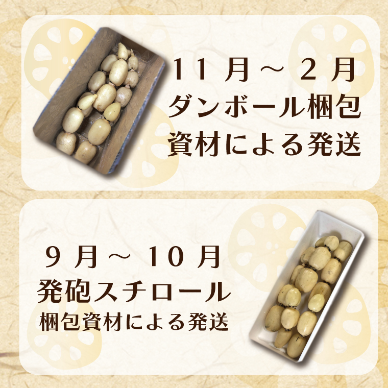 茨城県行方市のふるさと納税 【2025年8月以降より順次発送】レンコン　約4kg｜茨城県 行方市 ふるさと納税 蓮根 レンコン(EG-1)