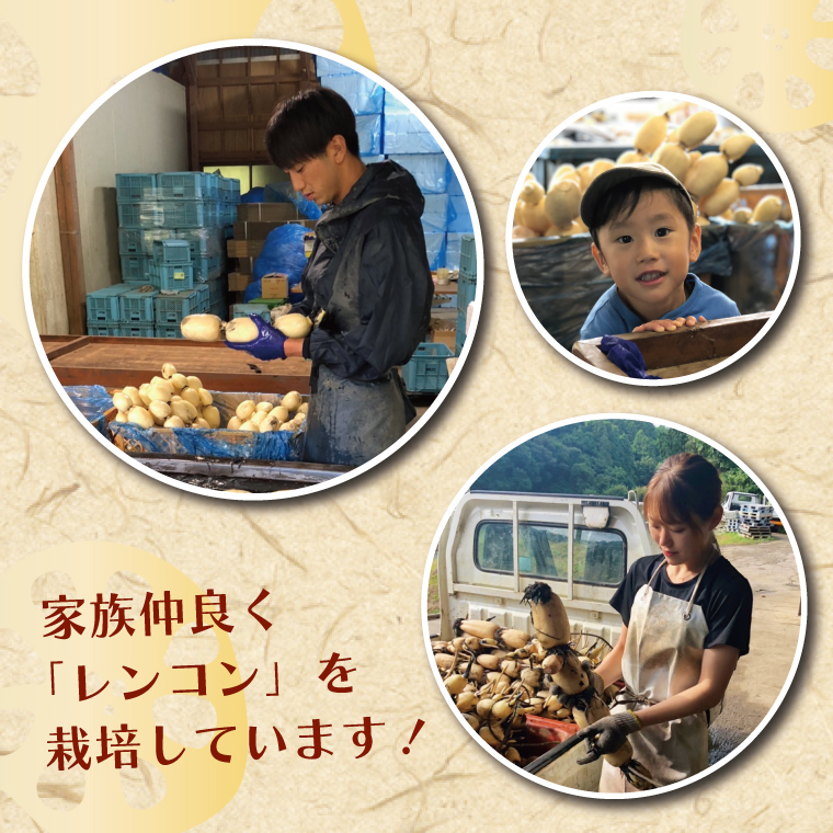 茨城県行方市のふるさと納税 【2025年8月以降より順次発送】レンコン　約4kg｜茨城県 行方市 ふるさと納税 蓮根 レンコン(EG-1)
