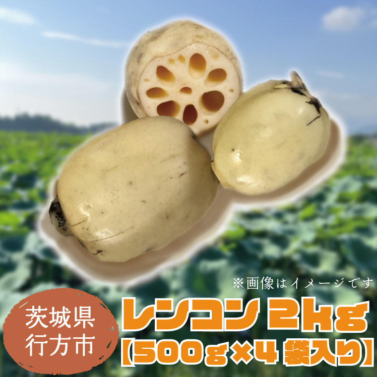 【茨城県行方市】【2025年8月以降順次発送】レンコン 約2kg|茨城県 行方市 ふるさと納税 蓮根 レンコン(EG-2)