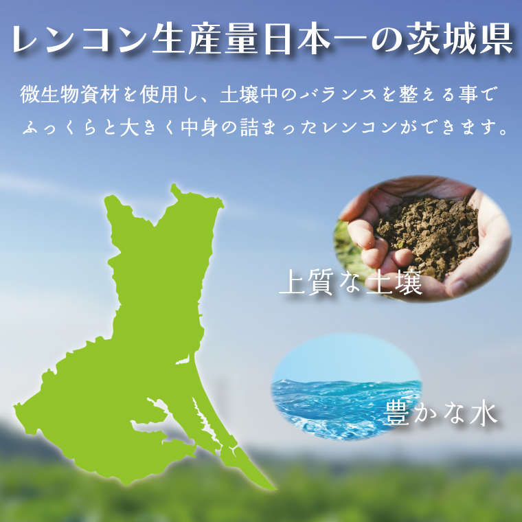 【2025年8月以降順次発送】レンコン 約2kg｜茨城県 行方市 ふるさと納税 蓮根 レンコン(EG-2)