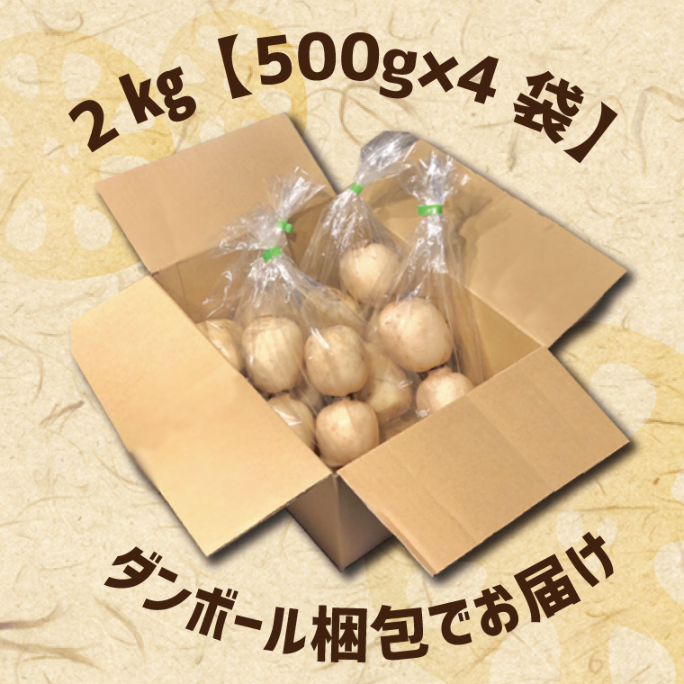 【2025年8月以降順次発送】レンコン 約2kg｜茨城県 行方市 ふるさと納税 蓮根 レンコン(EG-2)