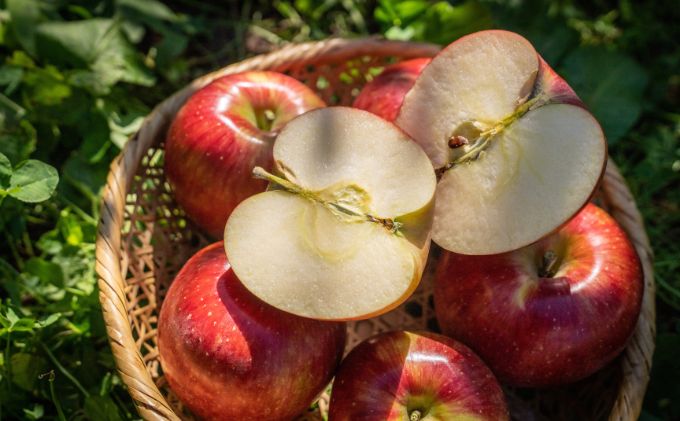 長野県駒ヶ根市のふるさと納税 2026年産 少人数家庭にぴったり！長野県産「シナノスイート」りんご（3kg） 果物 フルーツ デザート 食後 強い甘み ジューシー 爽やか 皮薄い 丸かじり 秋の味覚 旬