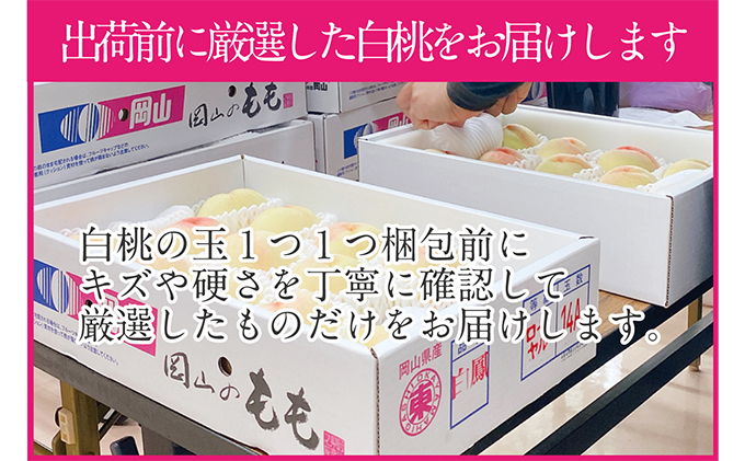 桃 2026年 先行予約 岡山の白桃 200g以上×8玉 白桃 旬 みずみずしい 晴れの国 おかやま 岡山県産 フルーツ王国 果物王国 夏の果物 果汁 とろける 上品な香り 