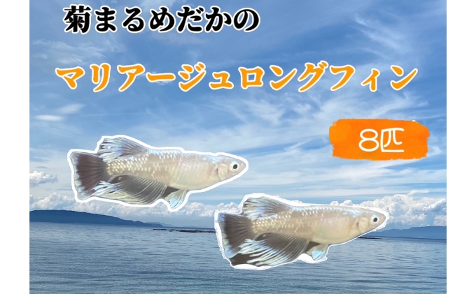 菊まるめだかの【マリアージュロングフィン8匹】 生き物 魚 観賞魚 ヒレ フサフサ 青白い光 キラキラ 雄 雌 幼魚 若魚 ペット 飼育 玄関 リビング 
