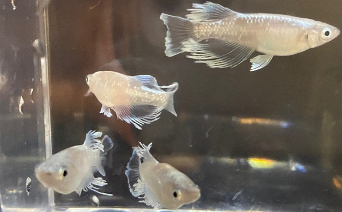 菊まるめだかの【マリアージュロングフィン8匹】 生き物 魚 観賞魚 ヒレ フサフサ 青白い光 キラキラ 雄 雌 幼魚 若魚 ペット 飼育 玄関 リビング 