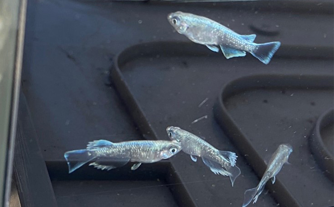 菊まるめだかの【マリアージュロングフィン8匹】 生き物 魚 観賞魚 ヒレ フサフサ 青白い光 キラキラ 雄 雌 幼魚 若魚 ペット 飼育 玄関 リビング 