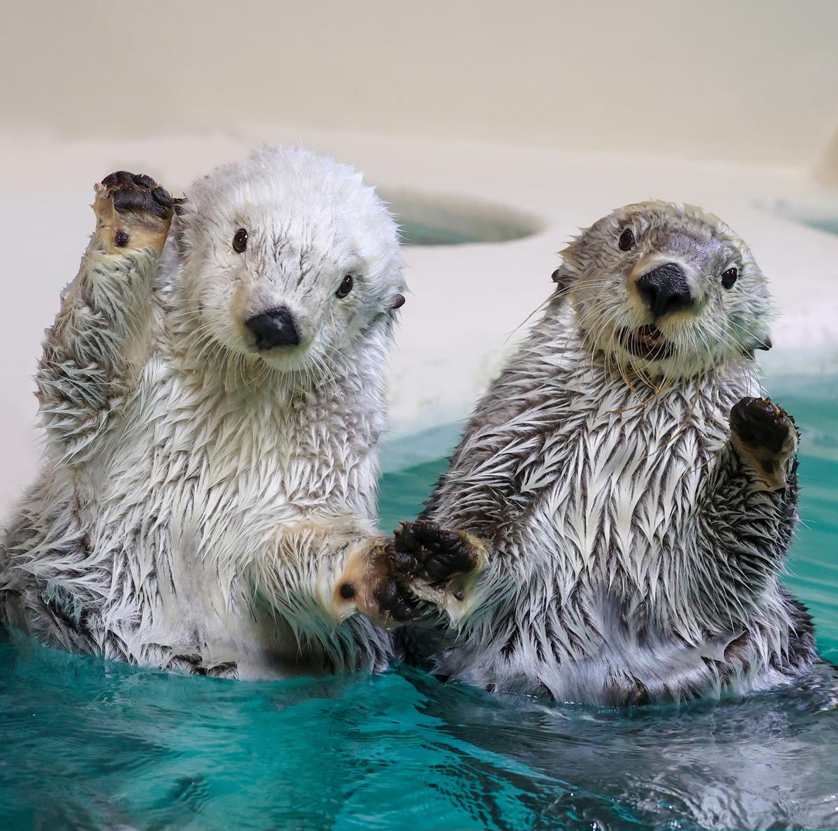 30-53鳥羽水族館 年間パスポート 大人