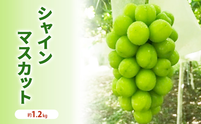 シャインマスカット 冷蔵 約1.2kg 2房程度 長野 坂城町産 ぶどう K＆Y農園 