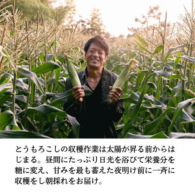  ［2026年先行予約］ 牛窓産とうもろこし まるでフルーツ！ 生で甘い、茹でて美味い！ 白色とうもろこし 「うしまどんな」約4kg（8～12本入り） 野菜 ホワイトコーン 夏野菜 おやつ 間食 お弁当 バーベキュー BBQ