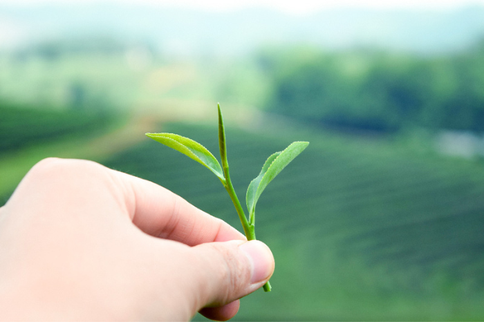 宇治茶　手摘み玉露飲み比べセット 50g×2袋　〈お茶 茶 玉露 緑茶 茶葉 手摘み 飲料 飲み比べ 日本茶 コク 旨味 新鮮 茶葉 伝統製法 まろやか 加工食品〉 飲み物 