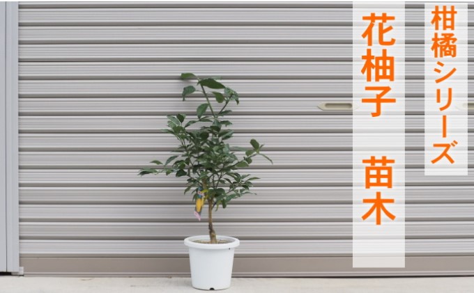 柑橘苗 花柚子 苗木（実なし） 植物 柚子の木 小ぶり 樹高 あまり高くならない 鉢植え向き 受粉樹不要 毎年実がなる 庭 園芸 ガーデニング 