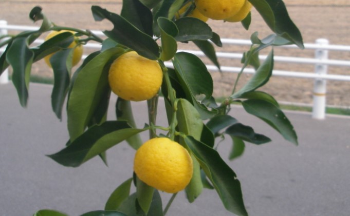 柑橘苗 花柚子 苗木（実なし） 植物 柚子の木 小ぶり 樹高 あまり高くならない 鉢植え向き 受粉樹不要 毎年実がなる 庭 園芸 ガーデニング 