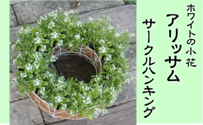 アリッサムのサークルハンキング（直径35cm） 植物 グリーン インテリア 小葉 白 小花 玄関 庭 ガーデニング お花 