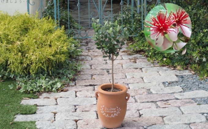 フェイジョア 鉢植え（つぼ型鉢） 植物 トロピカル 果樹 南国 エキゾチック 花 鮮やか グリーン 香り高い 果実 テラコッタ鉢 寒さに強い 病害虫に強い 