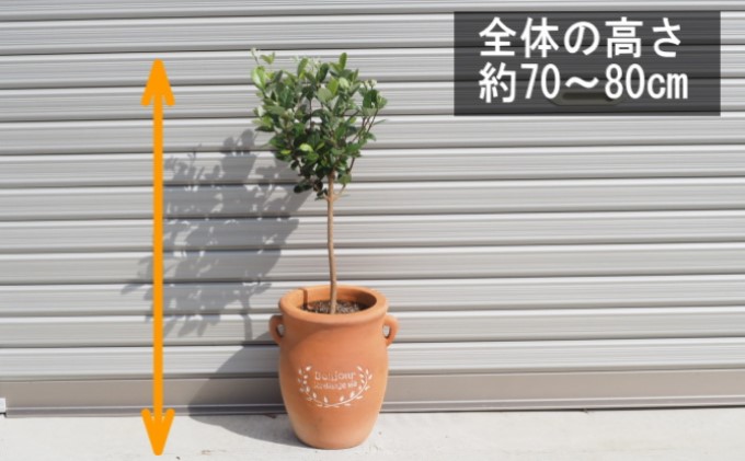 フェイジョア 鉢植え（つぼ型鉢） 植物 トロピカル 果樹 南国 エキゾチック 花 鮮やか グリーン 香り高い 果実 テラコッタ鉢 寒さに強い 病害虫に強い 