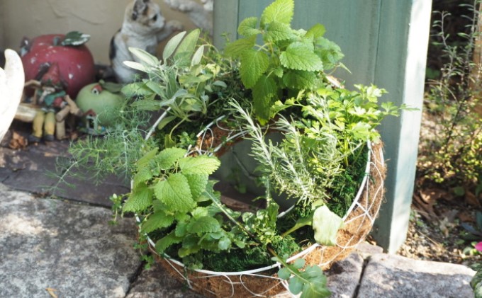 ハーブ サークルハンキング 直径35cm 植物 インテリア ガーデン 