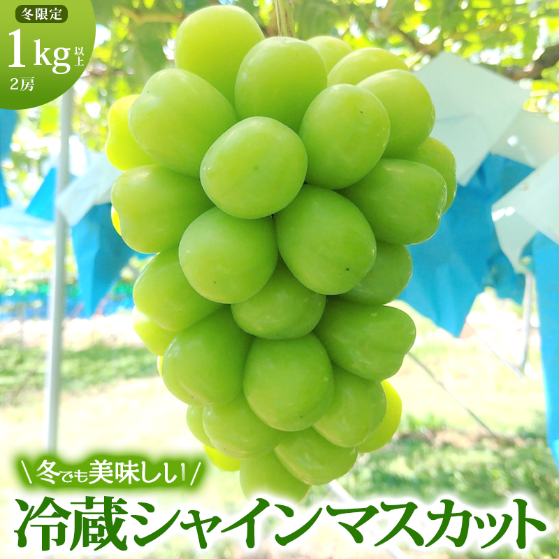 y쌧钬zyN͂z VC}XJbg ① 1kgȏ xR Ԃǂ  }XJbg uhE t[c ʕ VCy ʕ z fU[g H  炲 햳 쌧Y MB