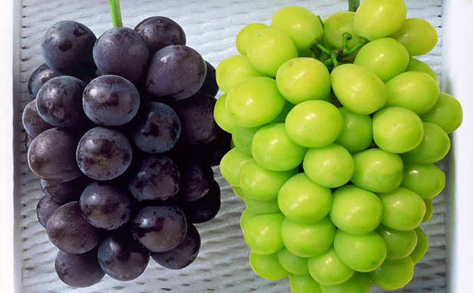 ぶどう 2026年 先行予約 種無し ぶどう 詰合せ 2房 合計1.2kg以上 マスカット ブドウ 葡萄  岡山県産 国産 フルーツ 果物 ギフト 環山堂 大粒 甘い 甘酸っぱさ 人気 香り 皮ごと 高糖度 贈り物 