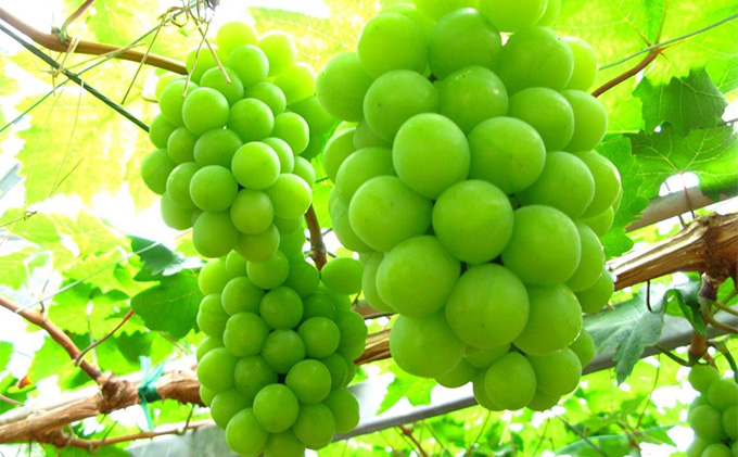 ぶどう 2026年 先行予約 シャイン マスカット 晴王 2房 合計1.4kg以上 マスカット ブドウ 葡萄  岡山県産 国産 フルーツ 果物 ギフト 環山堂 大粒 種無し 甘い 香り 皮ごと 高糖度 贈り物 