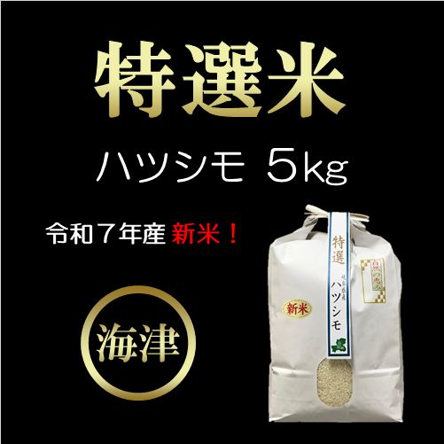 【期間限定】新米！特選米ハツシモ（5kg） お米 