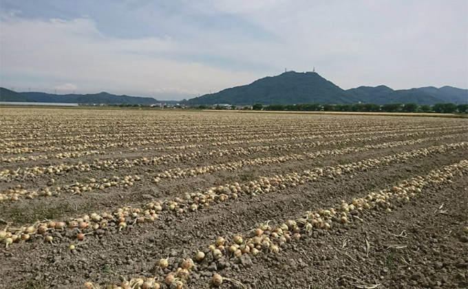 先行予約 玉ねぎ 約10kg（岡山県産） 晴れの国ファーム 野菜 万能 食材 