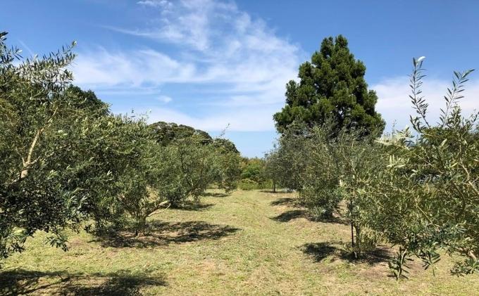 【ふるさと納税】宮津の風景プレミアム ソープ （ 洗顔用 石けん ）植物性 保湿 美容 無添加 天然 洗顔 石鹸 固形 せっけん 肌 手作り 手づくり