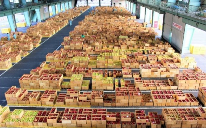 青森県西目屋村のふるさと納税 【2月発送】家庭用 サンふじ・王林詰め合わせ 約5kg【青森りんご】 果物 果実 フルーツ 新鮮 美味しい 自然環境 赤い 黄色い 太陽 ジューシー 芳香 セット