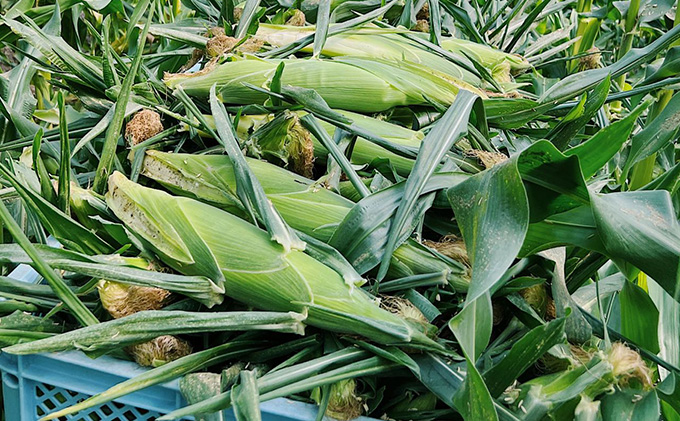 【2026年7月中旬発送】北海道 富良野産 ホワイトショコラ ハウス栽培 2Lサイズ 10本 白い とうもろこし (山本農園)