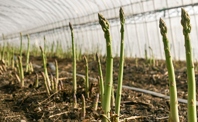 【2026年春発送】北海道 富良野産 アスパラガス 極太 2Lサイズ 800g ハウス栽培 (山本農園) 野菜 新鮮 直送 朝採り アスパラガス 道産 北海道 ふらの 
