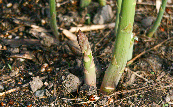 【2026年春発送】北海道 富良野産 アスパラガス M～2Lサイズ 約800g  ハウス栽培 (山本農園) 野菜 新鮮 直送 朝採り アスパラガス 道産 北海道 ふらの 