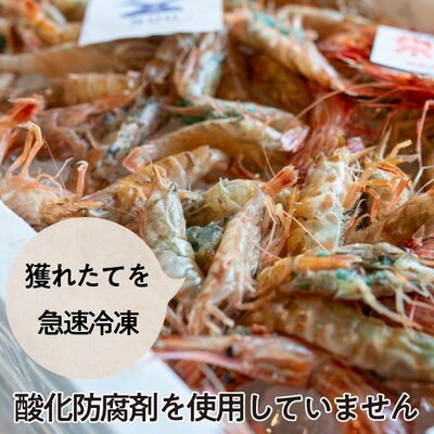 越前ガラエビ 約500g（約35～40尾） 魚介類 国産 福井県産 刺身 ねっとり 甘い 弾力 濃厚 旨味 塩焼き 煮つけ 味噌汁の具 船内凍結 獲れたてのような味 
