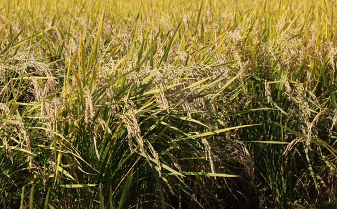 米 6種食べ比べ ちゃちゃまる セット 300g × 6 龍の瞳 いのちの壱 ハツシモ コシヒカリ ミルキークイーン にこまる 池田町産 分づき 分つき精米