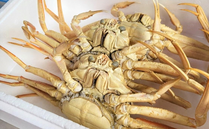 国産 子持ち 茹で セコガニ 大サイズ 3杯セット(冷蔵) カニ 蟹 かに 