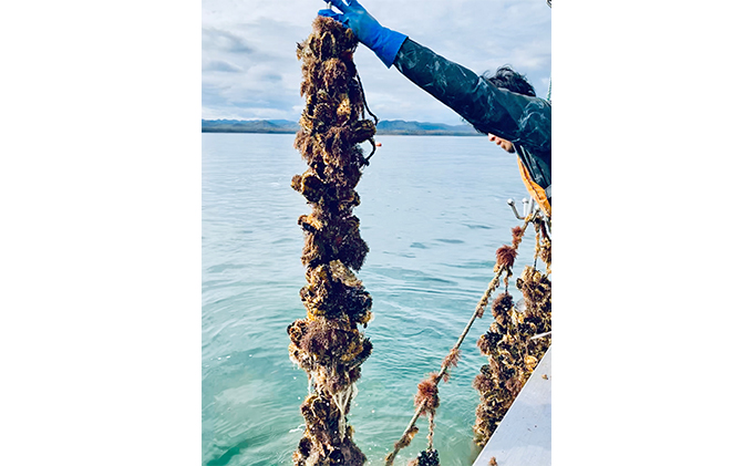 北海道 湧別町 サロマ湖産　殻付き2年 牡蠣 3.6kg(約38個入) カキ 魚貝類 生牡蠣 海鮮 国産 海のミルク 海の幸 身入りが良い つまみ 肴 あて北海道産 生食可 生食 牡蠣ナイフ付き 