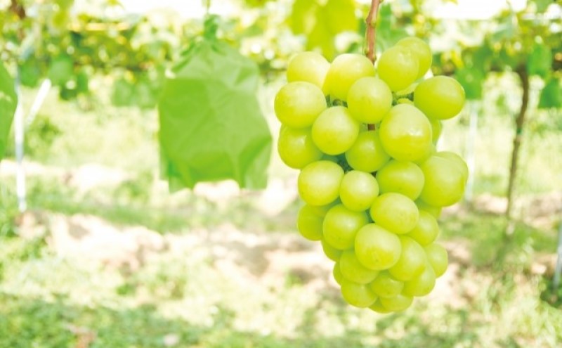 ぶどう 2026年 先行予約 ご家庭用 シャイン マスカット 2～3房 合計約1.2kg ブドウ 葡萄  岡山県産 国産 フルーツ 果物 ギフト