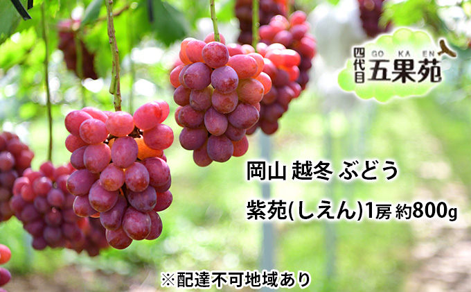 越冬 ぶどう 紫苑 （しえん）1房 約800g  岡山県産 四代目 五果苑 果物 フルーツ 樹上完熟 平均糖度20度 風味豊か 減農薬 果汁たっぷり 