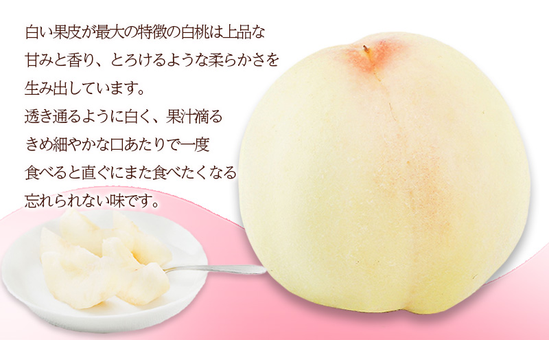 桃 2026年 先行予約 岡山 の 白桃 6玉（合計1.6kg以上）化粧箱入り もも モモ 岡山県産 国産 フルーツ 果物 ギフト デザート 上品な甘み とろける 産地直送 