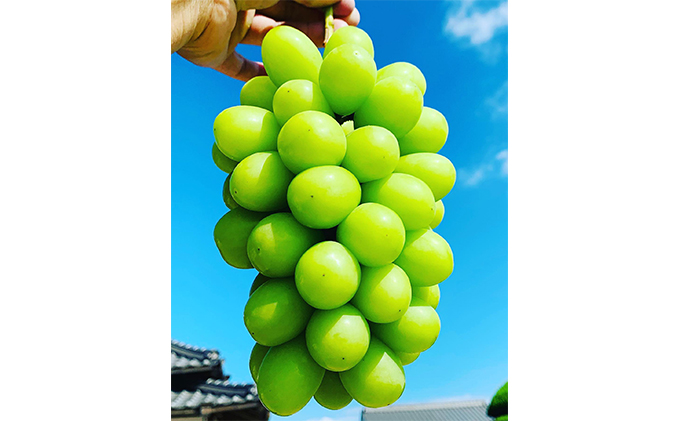 ぶどう 2026年 先行予約 シャイン マスカット 1房 700g以上 ブドウ 葡萄  岡山県産 国産 フルーツ 果物 ギフト 河本農園 デザート 種なし 皮ごと ジューシー 上品な甘み 高貴な香り 岡山のぶどう 